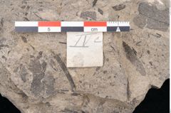 Foto (Detailansicht) von Ficus sp. ? (NHMW-GEO-2024-0188-10171)